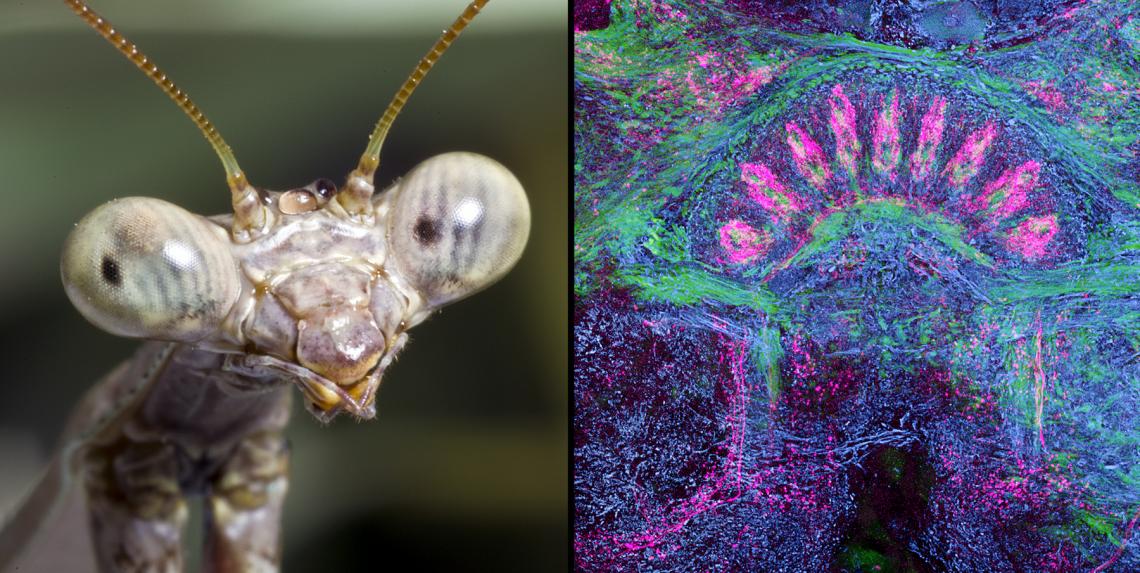 The brain of a praying mantis, one of the most dexterous of insects, possesses what is perhaps the most exquisitely structured central complex, revealing 9 distinct modules when visualized under a microscope . ; image on the right by Gabriella Wolff/UA De The brain of a praying mantis, one of the most dexterous of insects, possesses what is perhaps the most exquisitely structured central complex, revealing 9 distinct modules when visualized under a microscope . ; image on the right by Gabriella Wolff/UA De